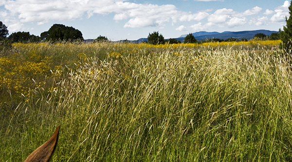tall grass horseback